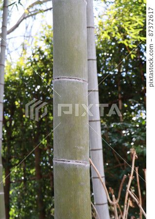 Up bamboo Up bamboo 87372617