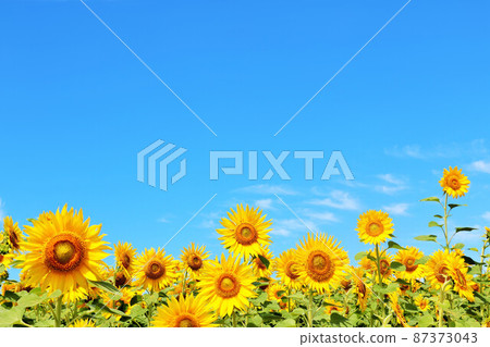 Ukrainian national flower "sunflower" (photographed in Hokkaido) 87373043