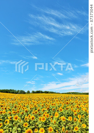 Ukrainian national flower "sunflower" (photographed in Hokkaido) 87373044