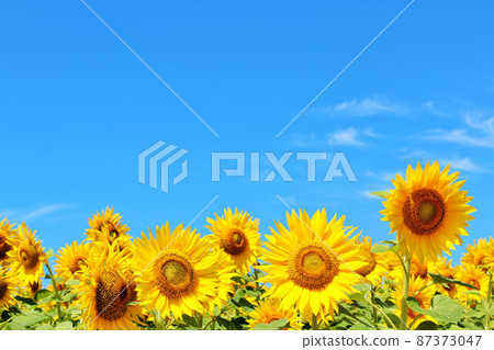 Ukrainian national flower "sunflower" (photographed in Hokkaido) 87373047