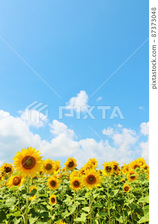 Ukrainian national flower "sunflower" (photographed in Hokkaido) 87373048