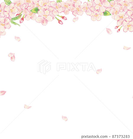 Sakura watercolor pencil background illustration Sakura watercolor pencil background illustration 87373283