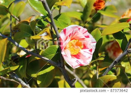 For winter flowering contrast For winter flowering contrast 87373642