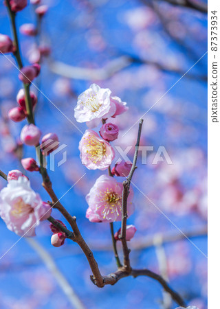 Noume Kenkyo Noume Kenkyo 87373934