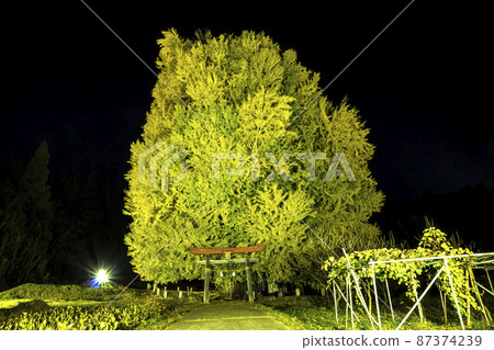 長野縣飯山市信州，神戶燈火通明的大町 87374239