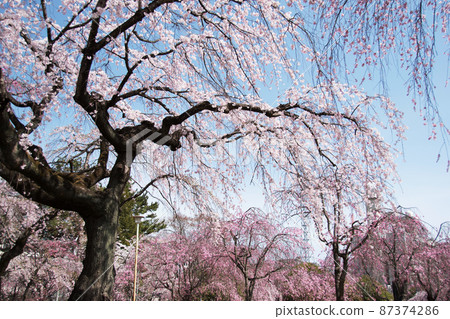 櫻花盛開，仙台/宮城 87374286