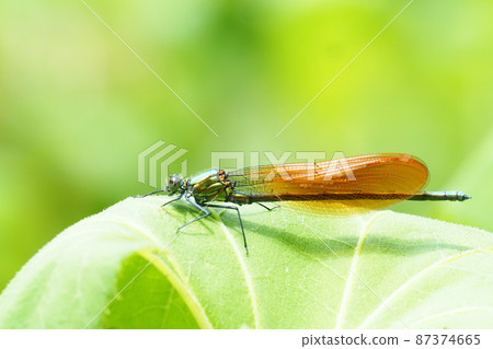 川田蜻蜓（雄性，橙色碗型） 87374665