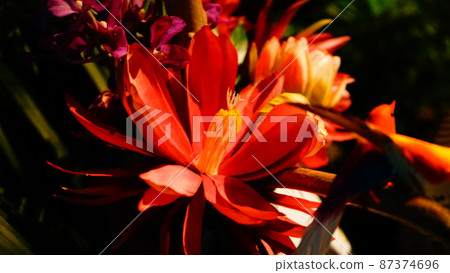 A red flower that shines brightly 87374696
