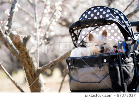 Pet cart dog Pet cart dog 87375037