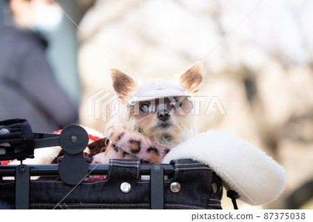 Pet cart dog Pet cart dog 87375038