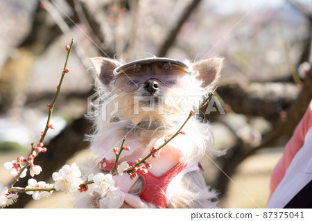 Pet cart dog 87375041