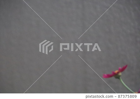 Flowers Flowers 87375809