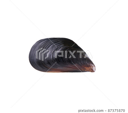 fresh mussel isolated with a clipping path on a white background. 87375870