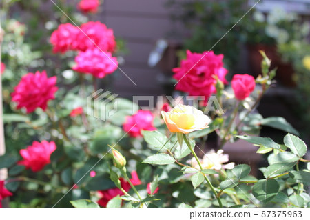花 87375963
