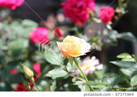 花 花 87375964