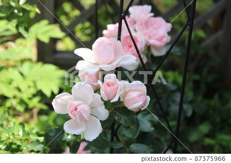 花 花 87375966
