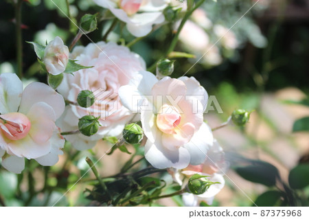 花 花 87375968