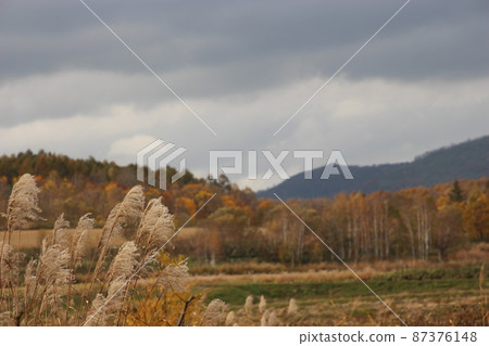 Miscanthus Miscanthus 87376148
