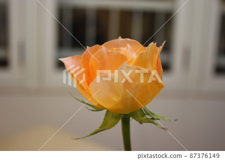 Flowers 87376149