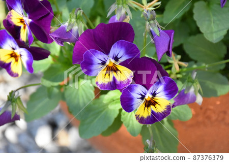 Pansy viola 87376379