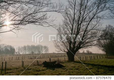 Flemish forest scene around sunset 87376470