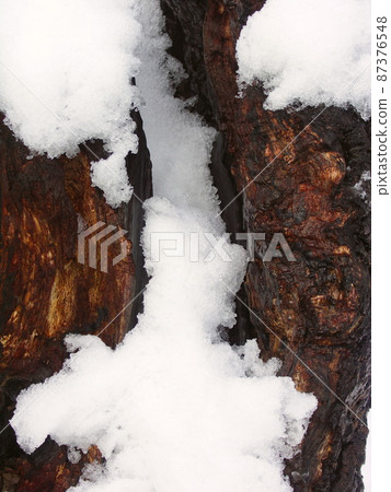 已經開始融化的雪和一棵死樹的樹幹 已經開始融化的雪和一棵死樹的樹幹 87376548