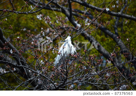 Little egret, small heron 87376563