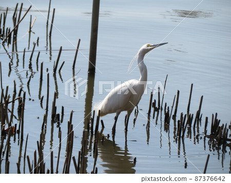Little egret looking up at a crow in a swamp Little egret looking up at a crow in a swamp 87376642