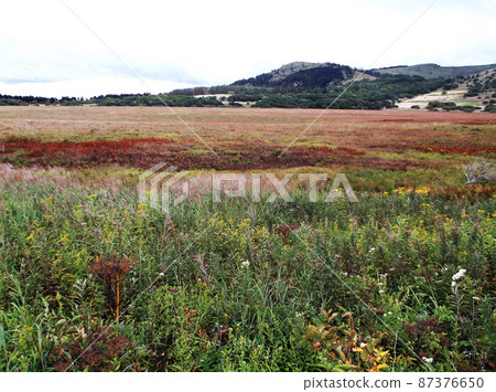 Kirigamine Yashima Marsh End of August 87376650