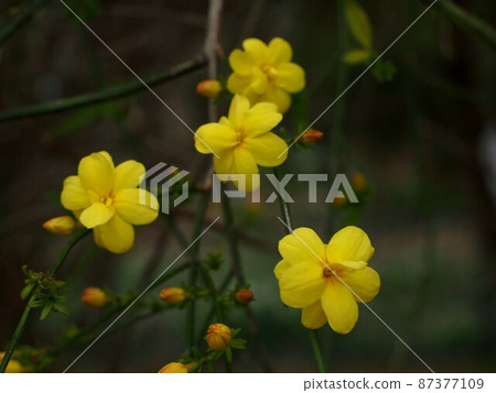 開花在樹蔭下的冬天茉莉花特寫鏡頭 開花在樹蔭下的冬天茉莉花特寫鏡頭 87377109