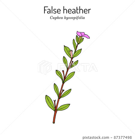 False heather, or elfin herb Cuphea hyssopifolia , medicinal plant 87377498