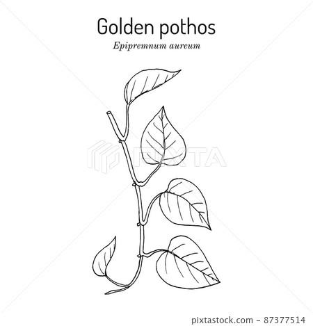 Golden pothos, or ivy arum Epipremnum aureum , house plant 87377514