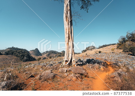 Desolate-The trees and the ground are dry during the day Desolate-The trees and the ground are dry during the day 87377538