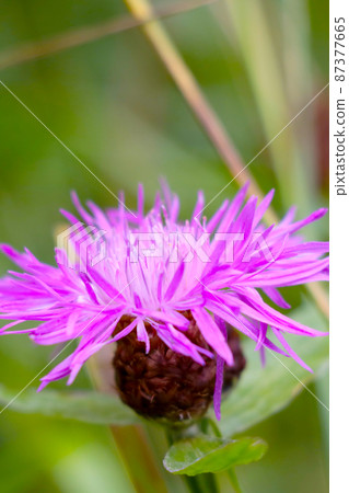 Uncle's color. Common names 87377665