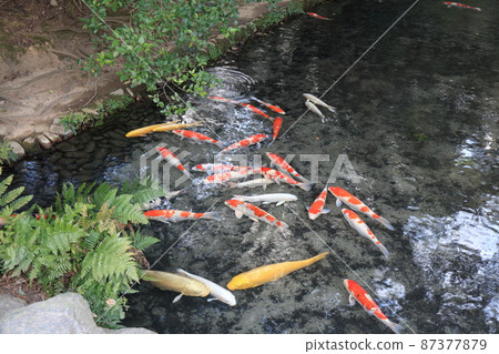 栗林庭園錦鯉船倉遺跡香川縣高松市 87377879