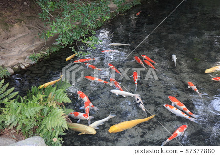 Ritsurin Garden Nishiki-koi Funakura Ruins Takamatsu City, Kagawa Prefecture Ritsurin Garden Nishiki-koi Funakura Ruins Takamatsu City, Kagawa Prefecture 87377880
