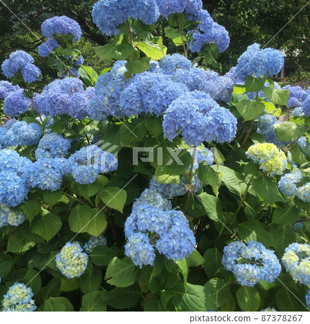 A photo of many blue hydrangeas in bloom 87378267