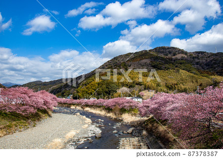 Beautiful Kawazu cherry blossoms that bloom in early spring 87378387