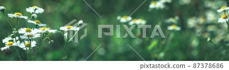 Summer banner with meadow of chamomile flowers Summer banner with meadow of chamomile flowers 87378686