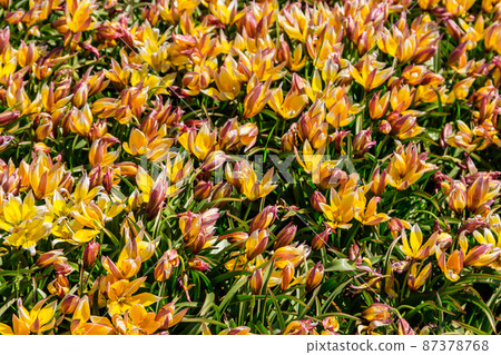 Blooming late yellow tulips (Tulipa tarda, Tulipa dasystemon) on flowerbed in the garden 87378768