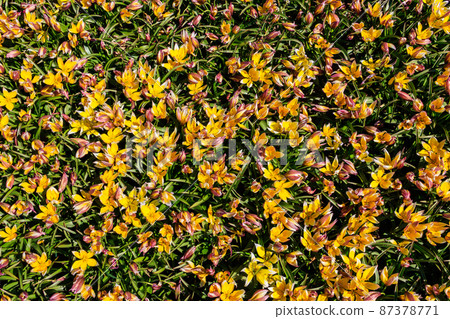 Blooming late yellow tulips (Tulipa tarda, Tulipa dasystemon) on flowerbed in the garden Blooming late yellow tulips (Tulipa tarda, Tulipa dasystemon) on flowerbed in the garden 87378771
