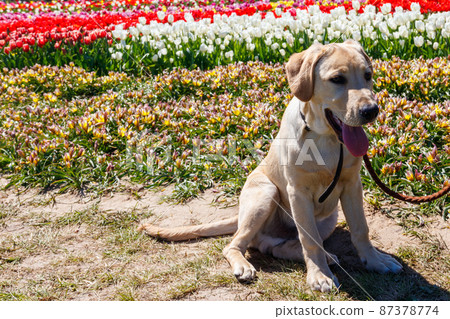 Portrait of a cute labrador retriever puppy next to blooming tulips flowers Portrait of a cute labrador retriever puppy next to blooming tulips flowers 87378774