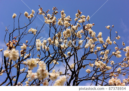 福藏院的白梅盛開 (4) 87378934