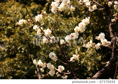 Fukuzoin's white plum blossoms in full bloom (6) 87378938