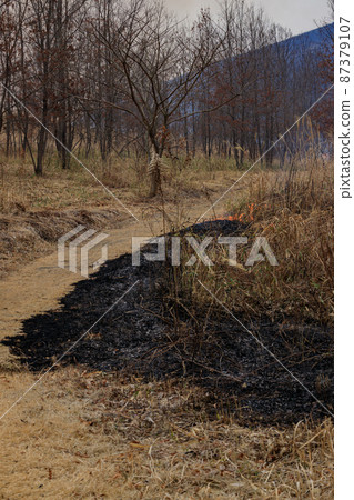 Akiyoshidai Yamayaki 2022 87379107