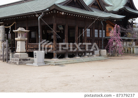 Weeping plums at Mikuriya Shrine in Akashi City, Hyogo Prefecture, which is famous for its plum grove Weeping plums at Mikuriya Shrine in Akashi City, Hyogo Prefecture, which is famous for its plum grove 87379237