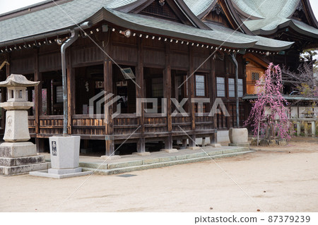 Weeping plums at Mikuriya Shrine in Akashi City, Hyogo Prefecture, which is famous for its plum grove Weeping plums at Mikuriya Shrine in Akashi City, Hyogo Prefecture, which is famous for its plum grove 87379239
