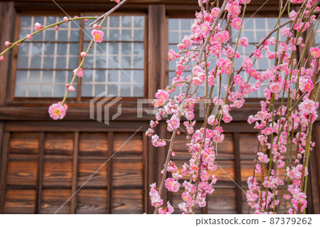 Weeping plums at Mikuriya Shrine in Akashi City, Hyogo Prefecture, which is famous for its plum grove 87379262