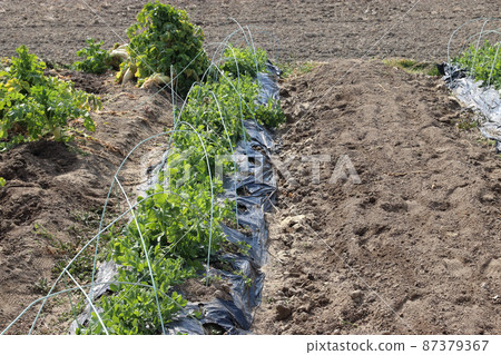 豌豆春豌豆 豌豆春豌豆 87379367