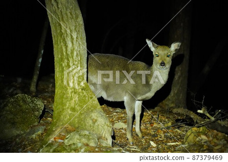 冬天出現在開駒山黑戶山脊上的野鹿 87379469